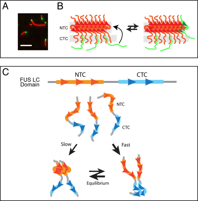 Fig. 8.