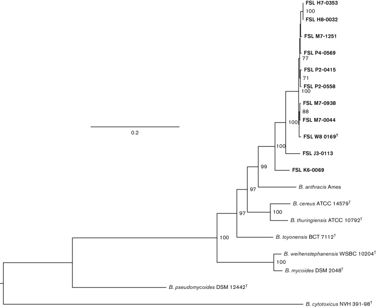 Bacillus wiedmannii sp. nov., a psychrotolerant and cytotoxic Bacillus ...