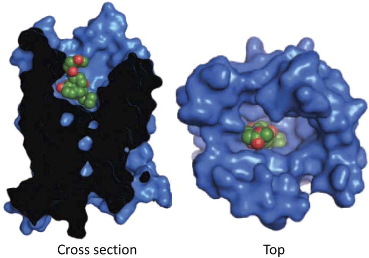 Fig. 12.