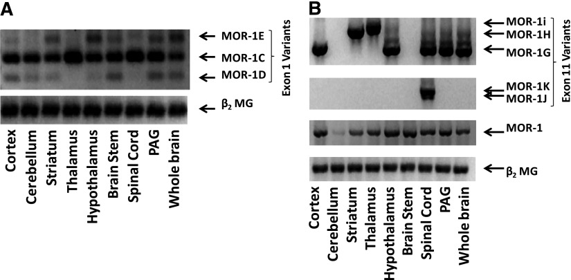 Fig. 20.