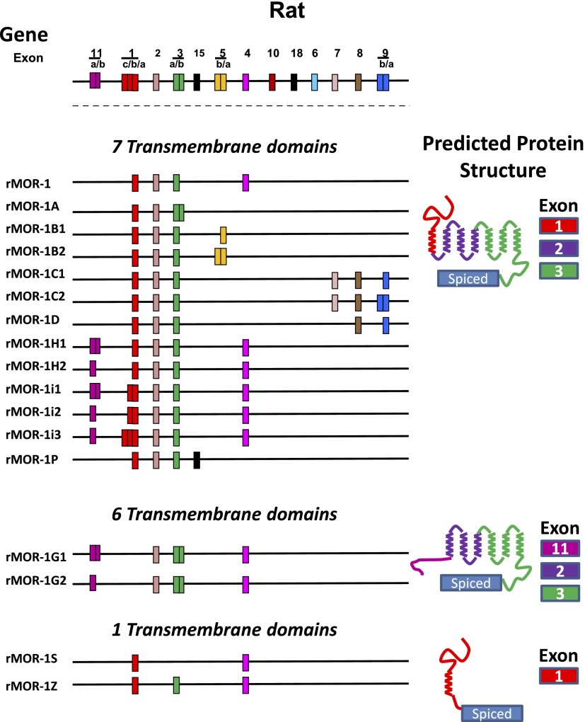 Fig. 17.