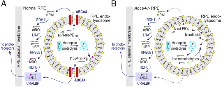 Fig. 6.