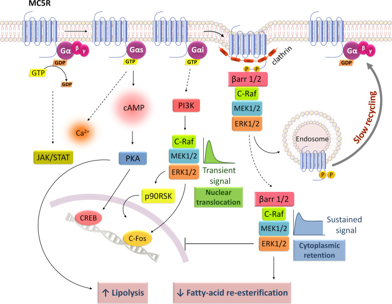 Fig. 6