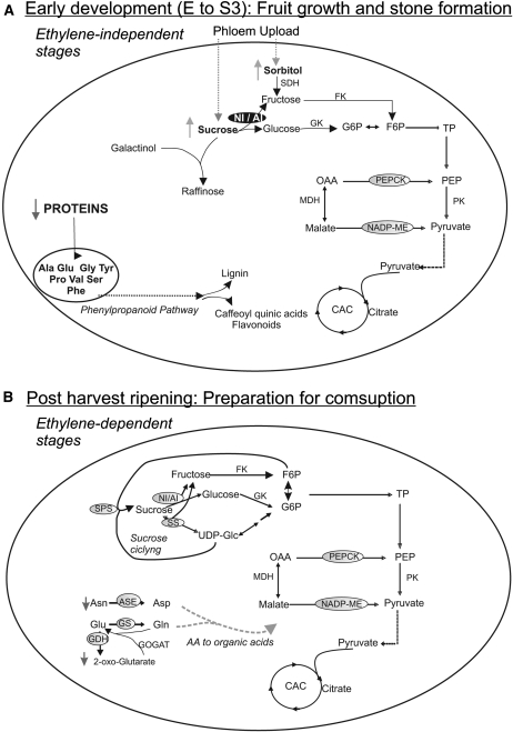 Figure 7.