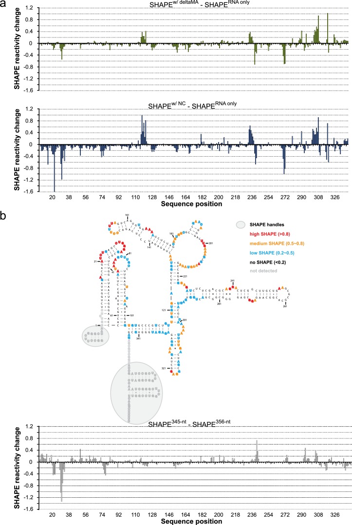 Figure 5—figure supplement 1.