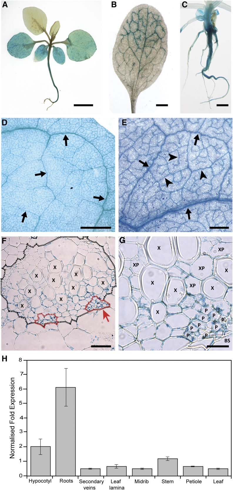 Figure 6.