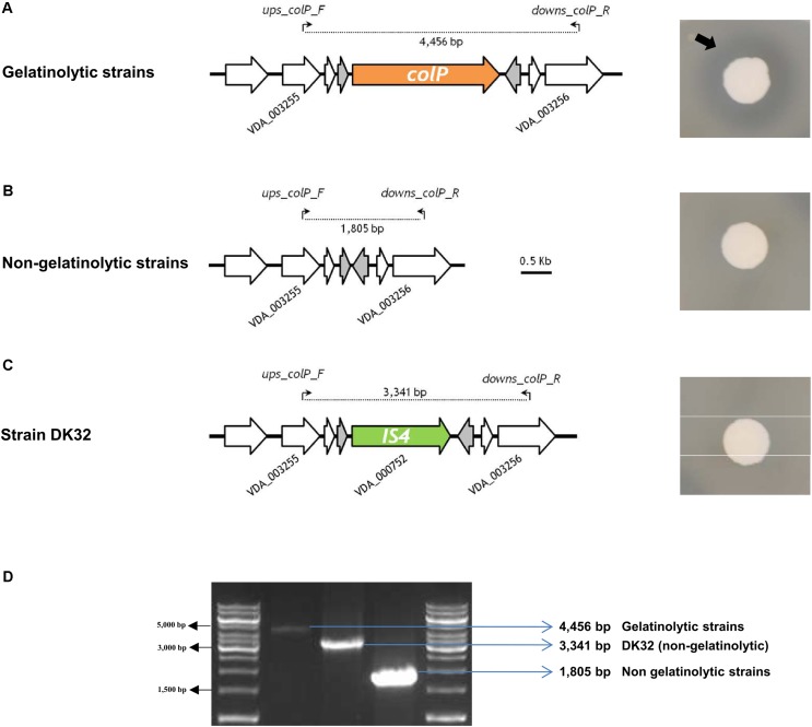 FIGURE 4