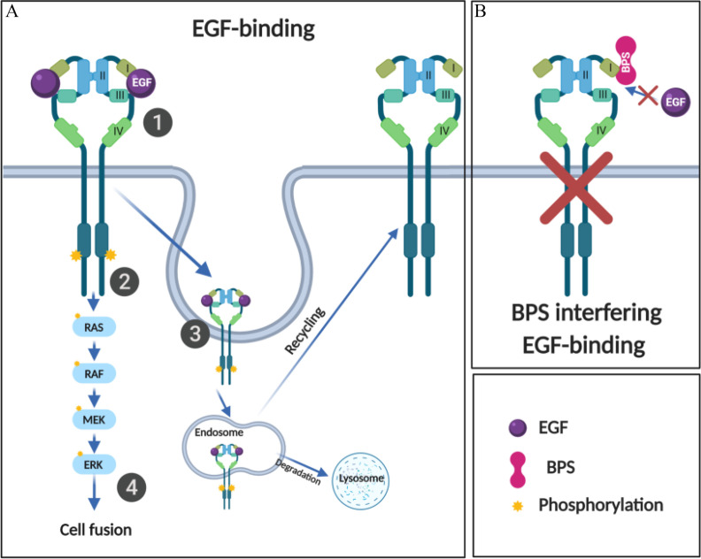 Figure 9 is a working model of the interference of bisphenol S with the epidermal growth factor receptor pathway. The working model is divided into part A and B. Part A is titled epidermal growth factor-binding has four steps. Step 1: Epidermal growth factor binds to the epidermal growth factor receptor on subdomains one and three leading to epidermal growth factor receptor phosphorylation. Step 2: Phosphorylation of R A S, R A F proto-oncogene serine, Mitogen activated protein kinase kinase, and extracellular signal-regulated kinases lead to cell fusion. Step 3: Epidermal growth factor receptor is internalized into the cell where it forms an endosome. This leads the Epidermal growth factor receptor to recycling or degradation. Part B: Bisphenol S interferes with the epidermal growth factor to bind to the epidermal growth factor receptor.