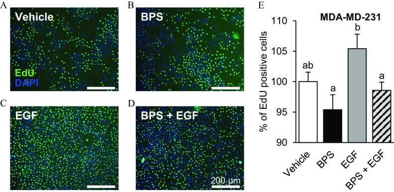 Figures 8A, 8B, 8C, and 8D are a set of images of M D A-M D-231 cell proliferation, Figure 8E is a bar graph. In Figures 8A, 8B, 8C, and 8D, the cell proliferation effects of bisphenol S on M D A-M D-231 cells with 200 micrometers are presented. M D A-M D-231 cells were exposed to 5-ethynyl-2′-deoxyuridine 10 micromolar for 3 hours, vehicle at 0.1 percent Dimethyl sulfoxide, epidermal growth factor at 10 nanograms per milliliter, or bisphenol S at 200 nanograms per milliliter. Nuclei were stained with 4′,6-diamidino-2-phenylindole. The cells were exposed for 72 hours. In Figure 8E, the bar graph titled M D A-M D-231 plots percentage of ethynyl-2′-deoxyuridine positive cells, ranging from 90 to 110 in increments of 5 (y-axis) across vehicle, bisphenol S, epidermal growth factor, and bisphenol S plus epidermal growth factor (x-axis).