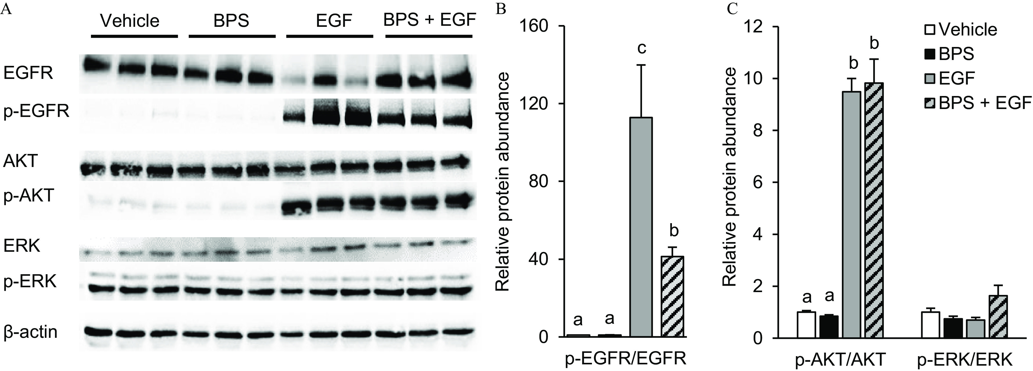 Figures 2A, 2B, and 2C are a set of western blots and two bar graphs. In Figure 2A, the western blot displays vehicle, bisphenol S, epidermal growth factor, and bisphenol S plus epidermal growth factor (columns) across epidermal growth factor receptor, phospho-epidermal growth factor receptor, protein kinase B, phospho-protein kinase B, extracellular receptor kinase, phospho-extracellular receptor kinase, and lowercase beta actin (rows). Figures 2B and 2C are bar graphs plotting Relative protein abundance, ranging from 0 to 160 in increments of 40 and 0 to 12 in increments of 2 (y-axis) across phospho-epidermal growth factor receptor per epidermal growth factor receptor (Figure 2B) and phospho-protein kinase B per protein kinase B and phospho-extracellular receptor kinase per extracellular receptor kinase (Figure 2C) (x-axis) for vehicle, bisphenol S, epidermal growth factor, and bisphenol S plus epidermal growth factor.