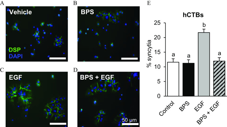 Figures 6A, 6B, 6C, and 6D are a set of syncytialization images of human cytotrophoblasts, and Figure 6E is a bar graph. In Figures 6A, 6B, 6C, and 6D, images of human cytotrophoblasts showing the effects of bisphenol S with 50 micrometers are presented. Vehicle is exposed to 0.1 percent Dimethyl sulfoxide (Figure 6A), bisphenol S is exposed to 200 nanograms per milliliter (Figure 6B), epidermal growth factor is exposed to 10 nanograms per milliliter (Figure 6C), and bisphenol S plus epidermal growth factor is exposed to 200 nanograms per milliliter bisphenol S plus 10 nanograms per milliliter epidermal growth factor (Figure 6D). Nuclei were stained with 4′,6-diamidino-2-phenylindole. The cells were exposed for 96 hours. In Figure 6E, the bar graph titled human cytotrophoblast plots percentage syncytia, ranging from 0 to 25 in increments of 5 (y-axis) across control, bisphenol S, epidermal growth factor, and bisphenol S plus epidermal growth factor (x-axis).