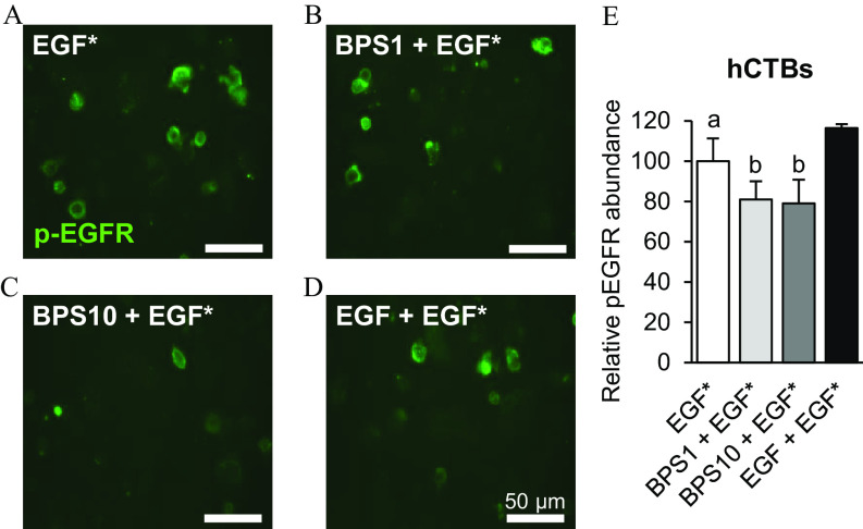 Figures 3A, 3B, 3C, and 3D are a set of morphology images of human cytotrophoblasts, and Figure 3E is a bar graph. In Figures 3A, 3B, 3C, and 3D, images of human cytotrophoblasts, the effects of bisphenol S on phosphorylated epidermal growth factor receptor with 50 micrometers are depicted. Epidermal growth factor is exposed to 100 nanograms per milliliter alexa fluor 647-labeled epidermal growth factor (Figure 3A); bisphenol S plus epidermal growth factor is exposed to 1 microgram per milliliter bisphenol S plus 100 nanograms per milliliter epidermal growth factor (Figure 3B); bisphenol S 10 plus epidermal growth factor is exposed to 10 micrograms per milliliter bisphenol S plus 100 nanograms per milliliter epidermal growth factor (Figure 3C); and epidermal growth factor plus epidermal growth factor is exposed to 100 nanograms per milliliter nonlabled epidermal growth factor plus 100 nanograms per milliliter epidermal growth factor (Figure 3D). The cells were exposed for 5 minutes. Figure 3E is a bar graph titled human cytotrophoblasts plotting relative phospho-epidermal growth factor receptor abundance, ranging from 0 to 120 in increments of 20 (y-axis) across epidermal growth factor, bisphenol S 1 plus epidermal growth factor, bisphenol S 10 plus epidermal growth factor, and epidermal growth factor plus epidermal growth factor (x-axis).