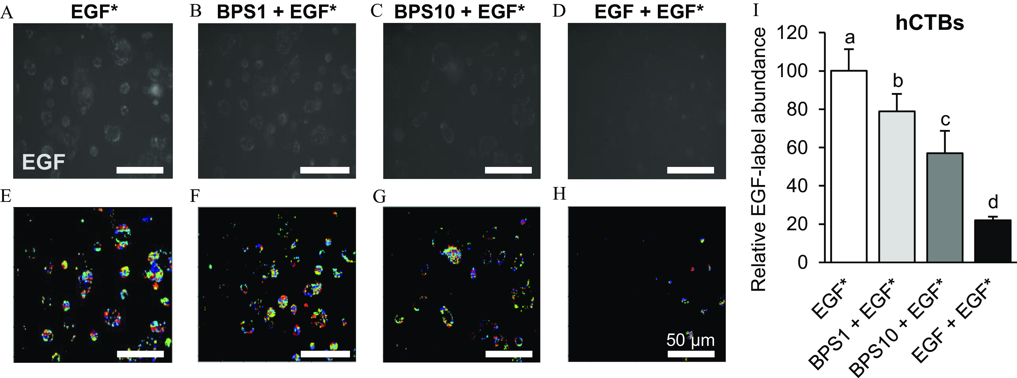 Figures 4A, 4B, 4C, 4D, 4E, 4F, 4G, and 4H are a set of internalization images of the human cytotrophoblast cell lines, and Figure 4I is a bar graph. In Figures 4A, 4B, 4C, 4D, 4E, 4F, 4G, and 4H, images of human cytotrophoblasts showing the effects of bisphenol S on epidermal growth factor with 50 micrometers are presented. Epidermal growth factor is exposed to 100 nanograms per alexa fluor 647-labeled epidermal growth factor (Figures 4A,E); bisphenol S 1 plus epidermal growth factor is exposed to 1 microgram per milliliter bisphenol S plus 100 nanograms per milliliter epidermal growth factor (Figures 4B,F); bisphenol S 10 plus epidermal growth factor is exposed to 10 micrograms per milliliter bisphenol S plus 100 nanograms per milliliter epidermal growth factor (Figure 4C,G); and epidermal growth factor plus epidermal growth factor is exposed to 100 nanograms per milliliter nonlabled epidermal growth factor plus 100 nanograms per milliliter epidermal growth factor (Figure 4D,H). The cells were exposed for 5 minutes. In Figure 4I, the bar graph titled human cytotrophoblasts plots relative epidermal growth factor-label abundance, ranging from 0 to 120 in increments of 20 (y-axis) across epidermal growth factor, bisphenol S 1 plus epidermal growth factor, bisphenol S 10 plus epidermal growth factor, and epidermal growth factor plus epidermal growth factor (x-axis).