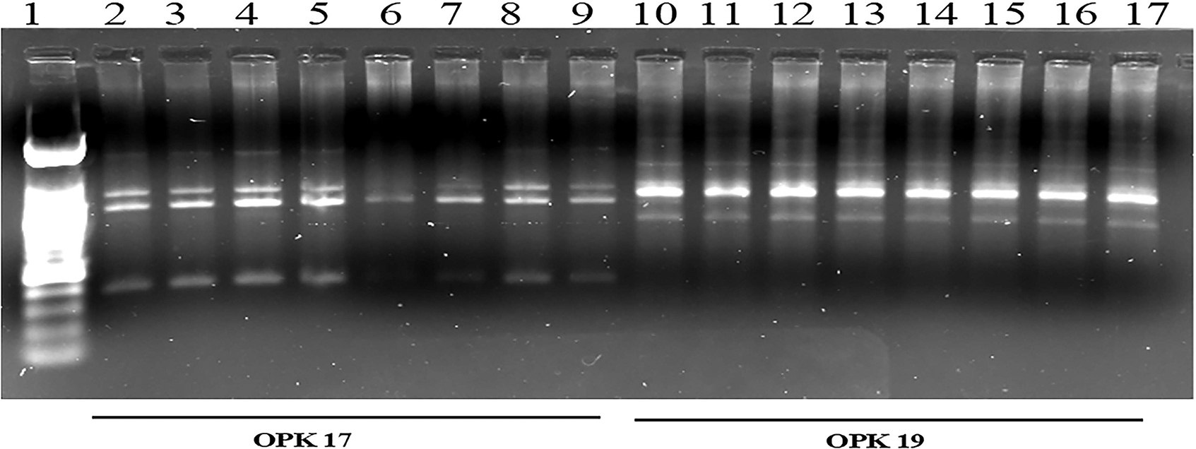 Figure 7.