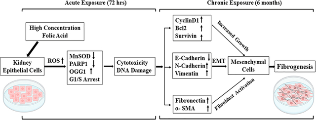 graphic file with name nihms-1908991-f0001.jpg