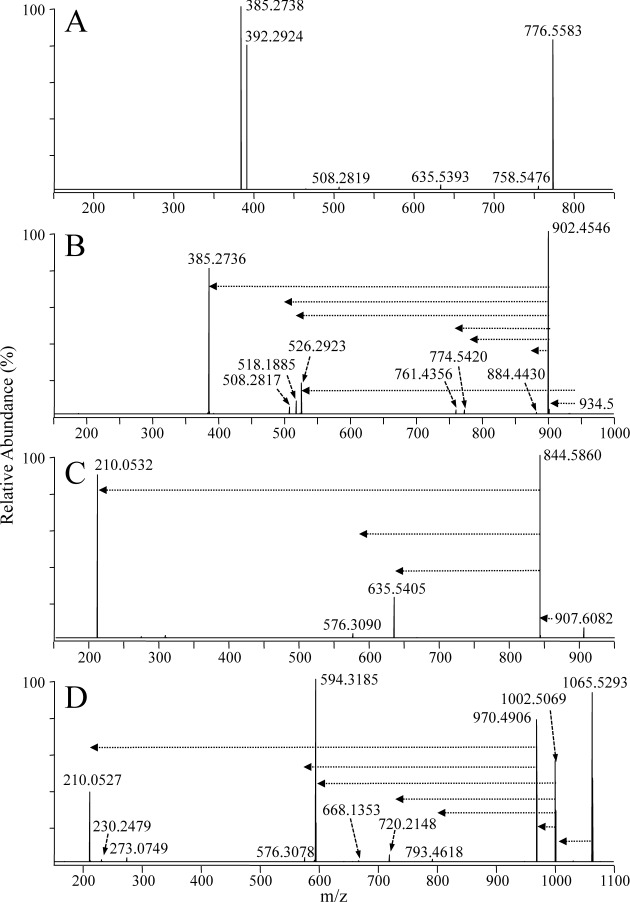 Fig. 4. Positive ionization mode ESI high-resolution HCD-MS/MS analysis of the synthetic lipid standard PE(P-18 : 0/22 : 6) (A) without derivatization, (B) after reaction with iodine and methanol, (C) after derivatization with 13C1-DMBNHS, and (D) after derivatization with 13C1-DMBNHS followed by reaction with iodine and methanol. The horizontal arrows in panels B–D indicate the fragmentation pathways that were observed upon performing ion trap multistage CID-MSn of the derivatized PE precursor ions.