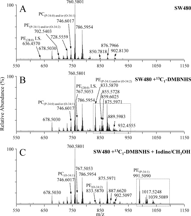 Fig. 2. Positive ionization mode ESI high-resolution mass spectrometric analysis of a crude lipid extract from the SW480 human adenocarcinoma cell line (A) without derivatization, (B) after reaction with the amine-specific derivatization reagent, 13C1-DMBNHS, and (C) after reaction with 13C1-DMBNHS followed by reaction with iodine and methanol. The boxed regions in panels B and C show the major regions of the spectra in which the derivatized aminophospholipids (+131.0486 Da) and the derivatized plasmenyl lipids (+157.9229 Da) appear, following their respective derivatization reactions.