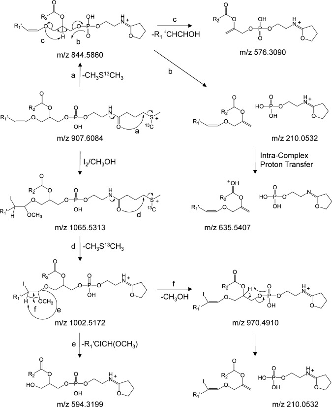 Scheme 3. Proposed CID-MS/MS fragmentation mechanisms for the 13C1-DMBNHS derivatized plasmenyl ether containing PE(P-18 : 0/22 : 6) lipid, prior to and following reaction with iodine and methanol. The m/z values shown correspond to the calculated masses of the various product ions.