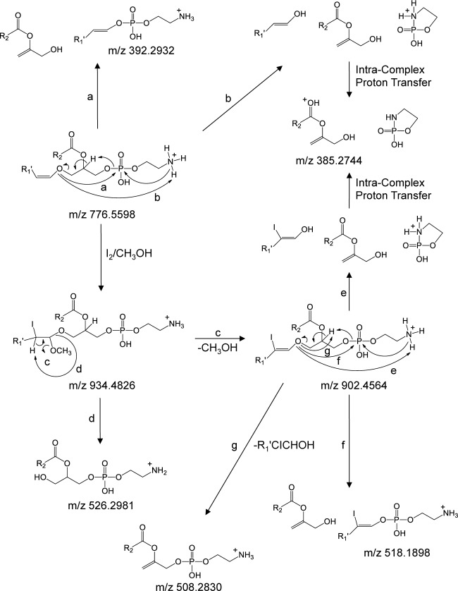 Scheme 2. Proposed CID-MS/MS fragmentation mechanisms for the plasmenyl ether containing PE(P-18 : 0/22 : 6) lipid, prior to and following reaction with iodine and methanol. The m/z values shown correspond to the calculated masses of the various product ions.