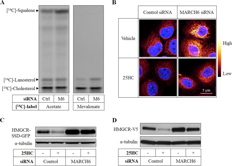 FIG 6