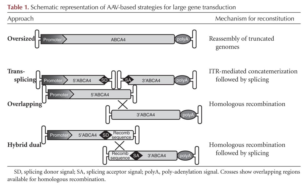 graphic file with name cshperspectmed-RET-a017301_TB1.jpg