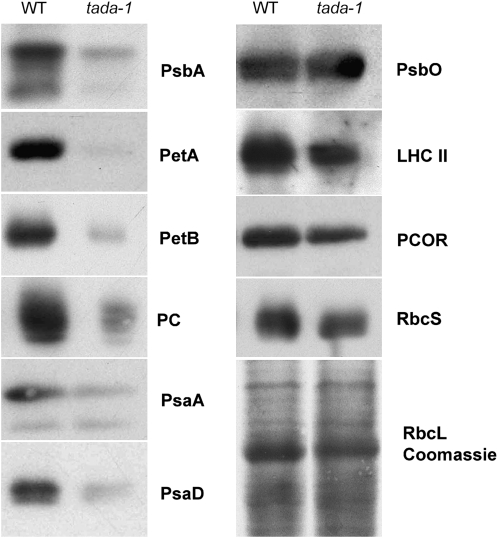 Figure 7.