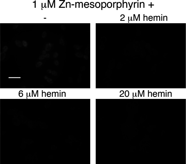 Figure 3—figure supplement 2.