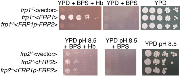 Figure 1—figure supplement 4.