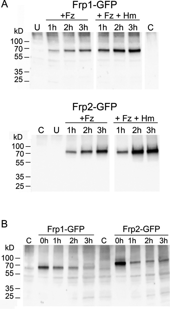 Figure 4—figure supplement 2.