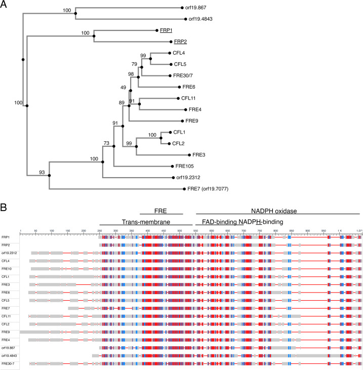 Figure 1—figure supplement 2.