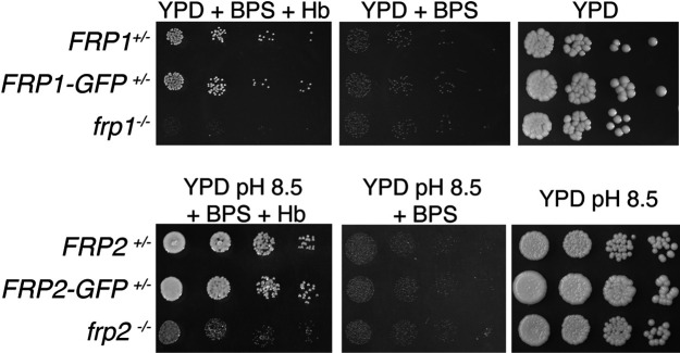 Figure 4—figure supplement 1.