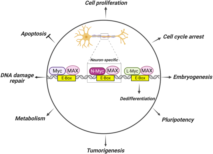 Figure 1