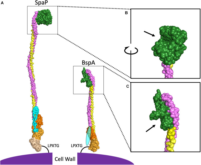 FIGURE 2