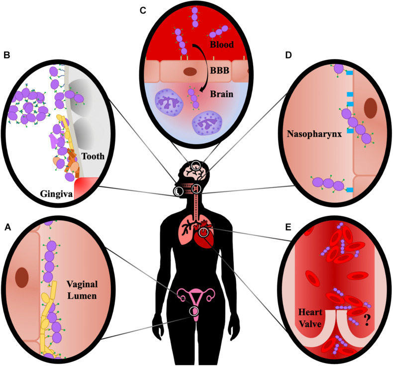 FIGURE 3