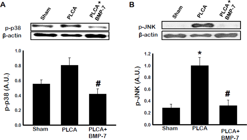 Fig. 9: