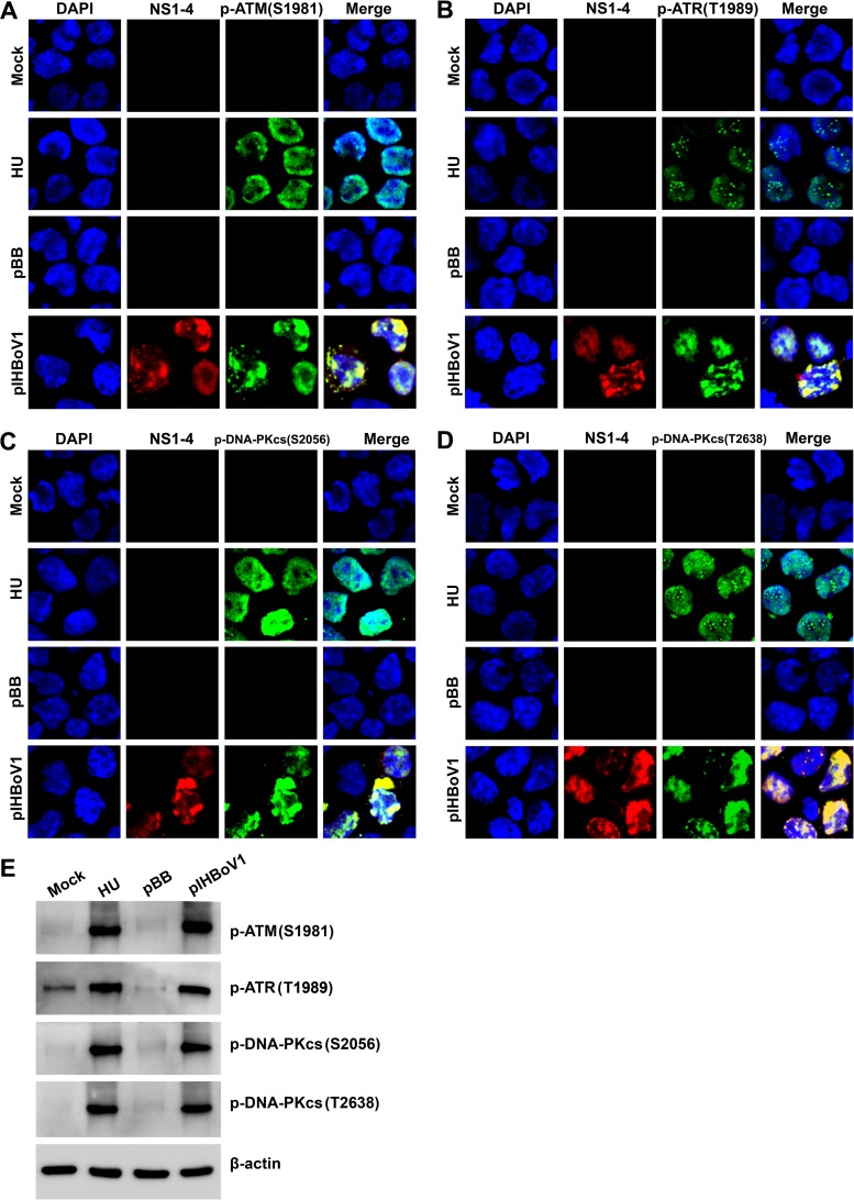 FIG 3