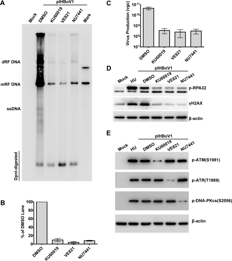 FIG 8