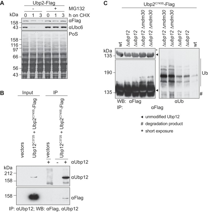 Figure 5—figure supplement 2.