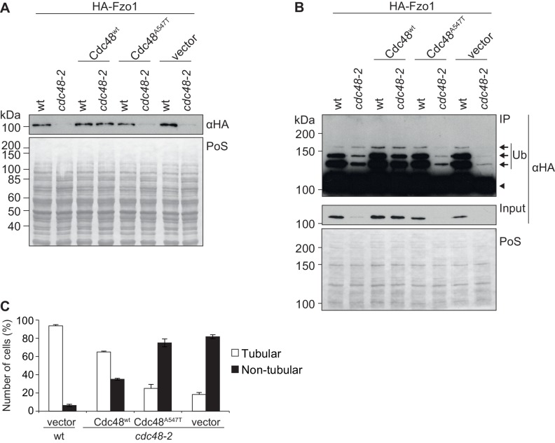 Figure 1—figure supplement 2.