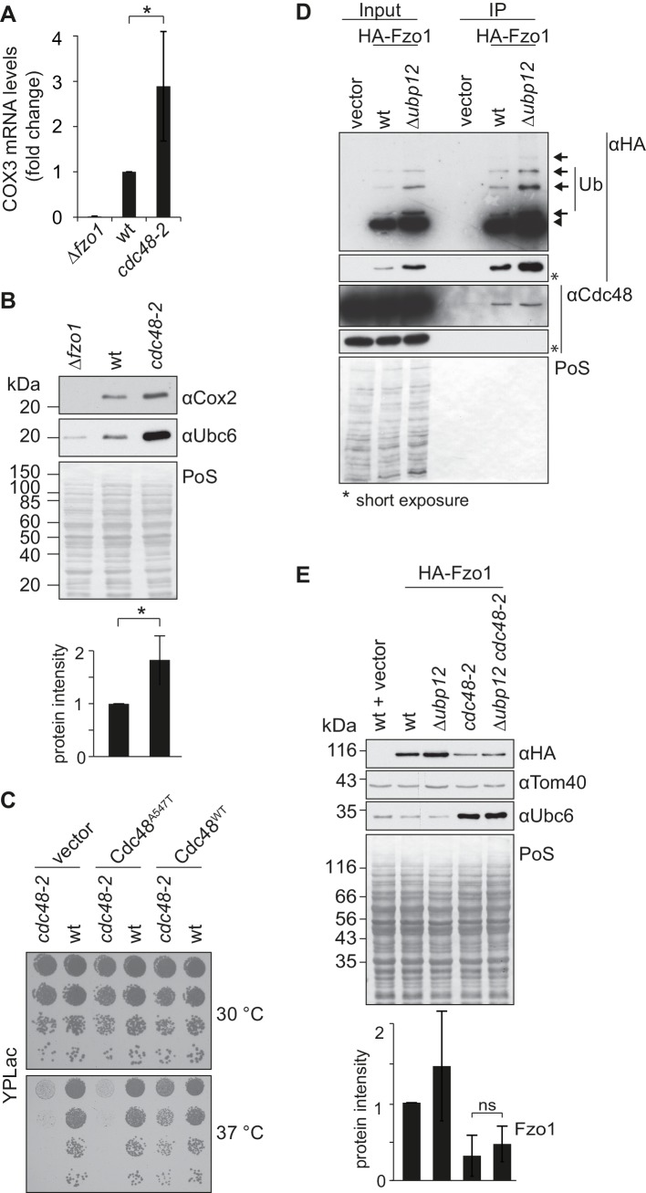 Figure 4—figure supplement 2.