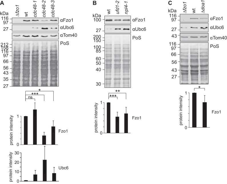 Figure 1—figure supplement 1.