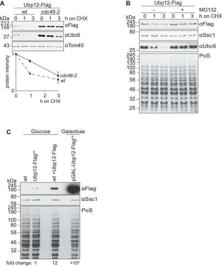 Figure 3—figure supplement 1.