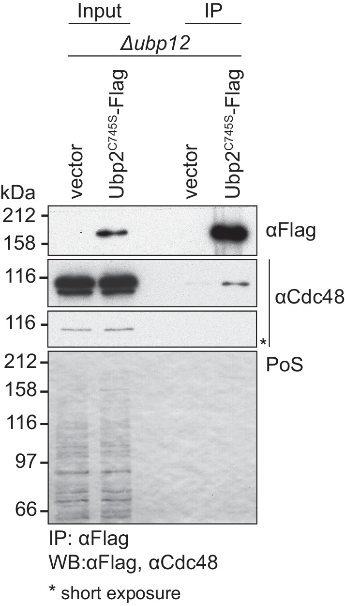 Figure 8—figure supplement 1.