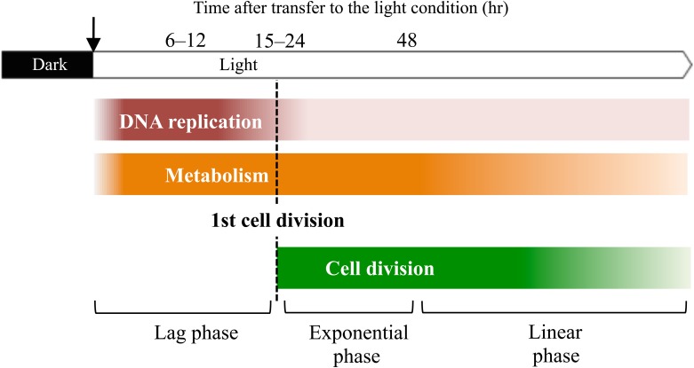 Fig 6