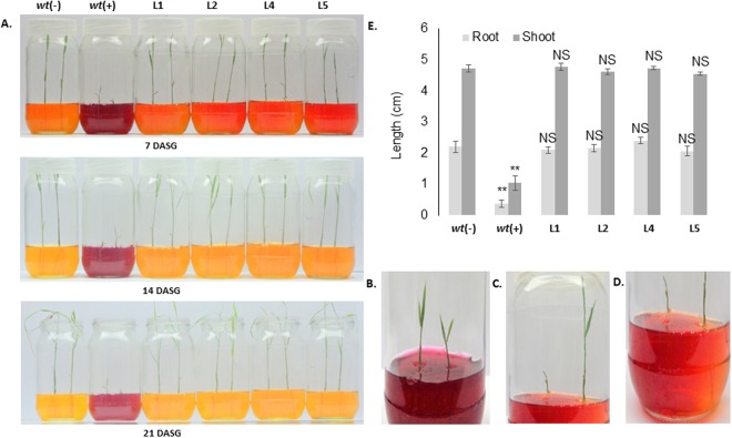 Figure 5