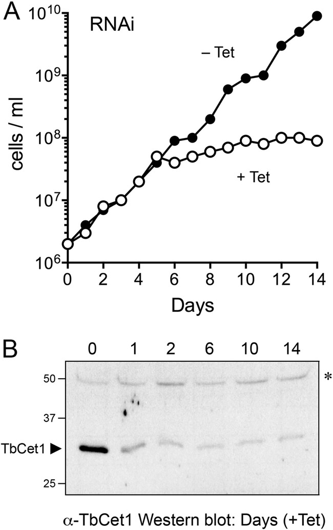 FIG 1 