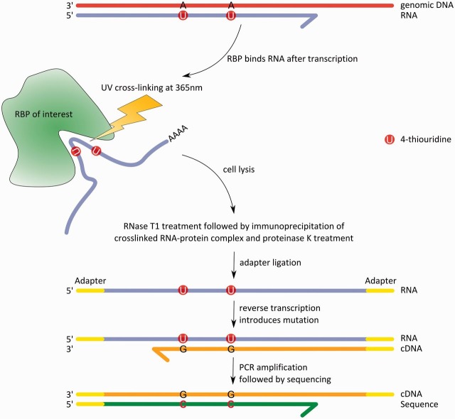 Figure 2: