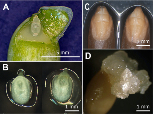 Fig. 5