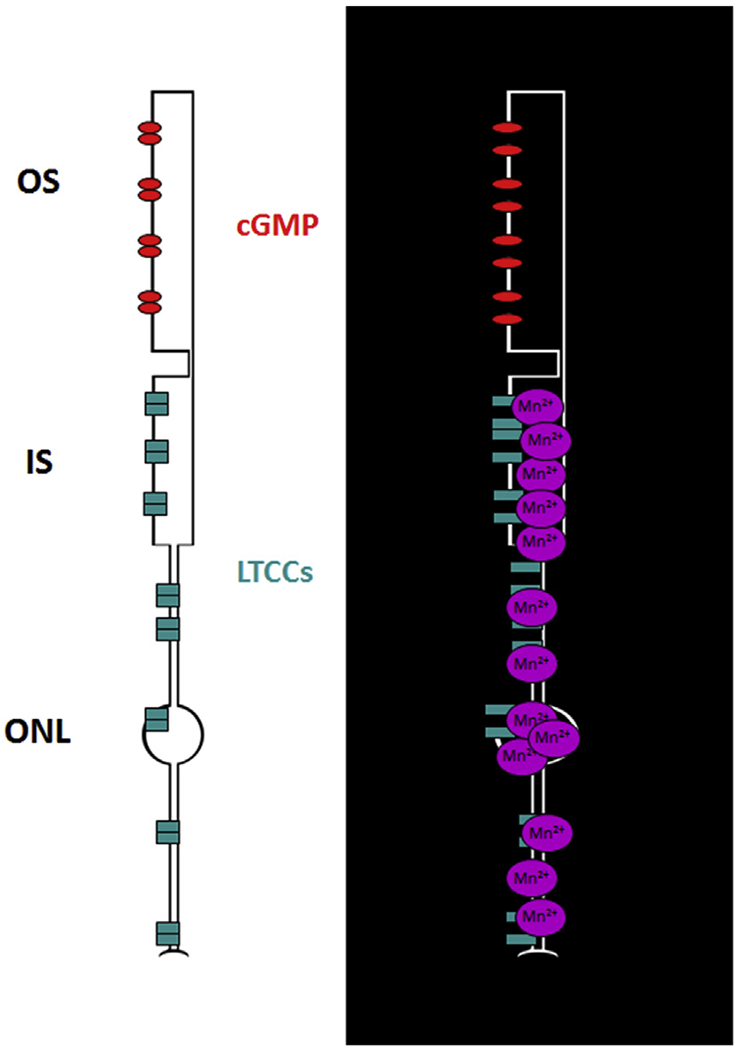 Fig. 5.