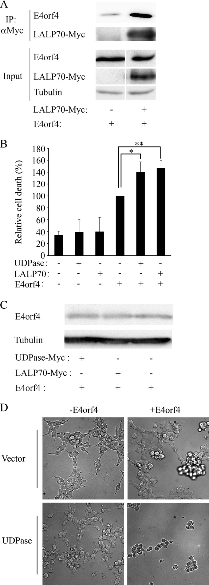 FIG 1